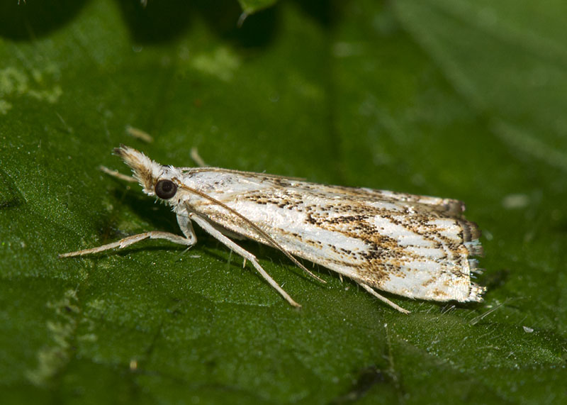 Catoptria falsella ? S